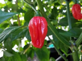 Aji Dulce Rojo édes chili